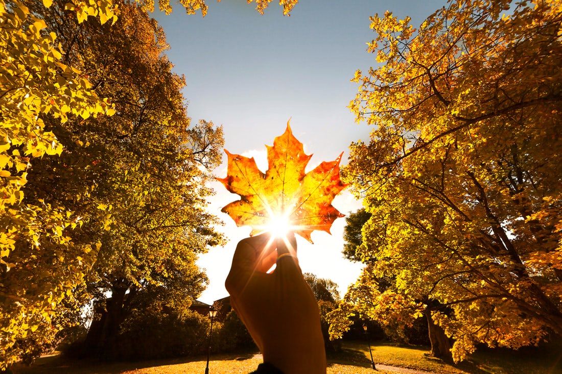Canada maple leaf in hand held up to autumn sun for feature on Canada M&A, marijuana, recreational drugs