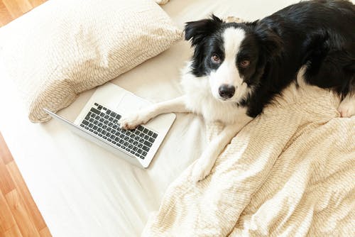 dog working at home